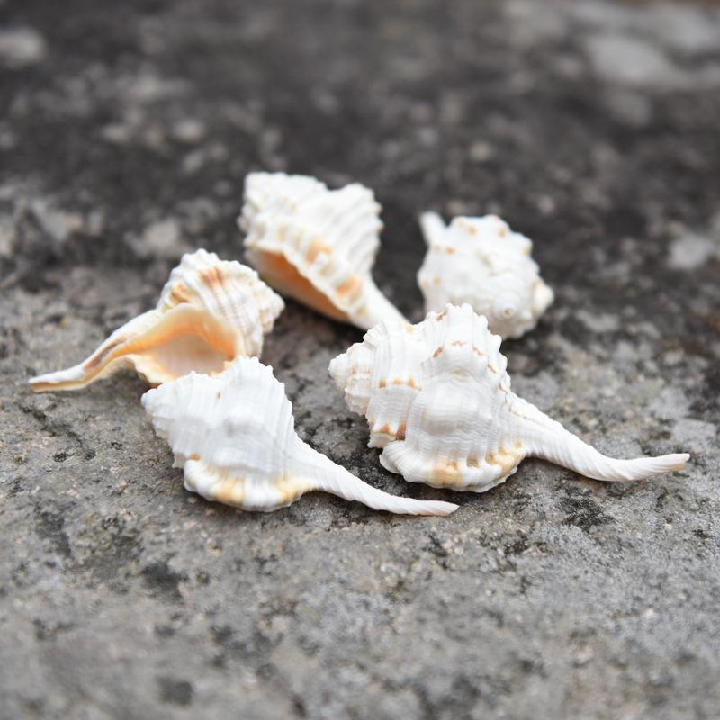 Natural Seashell Specimen - Aquarium Decor, Photography Props, Handicrafts, Neck Ring Shell Inlay