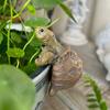 Heminredning – Terrarium & Tillbehör