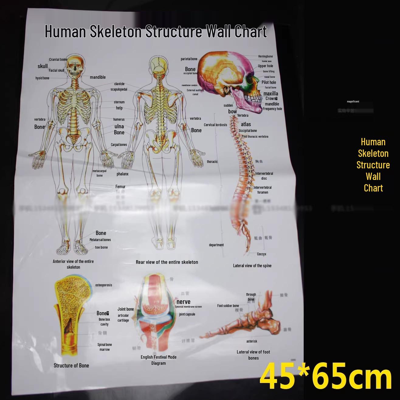 Double-Sided Waterproof Human Skeleton Wall Chart - Laminated, Includes Head, Joints, Limbs, Spine.