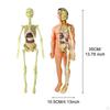 Body Anatomy Model with Looking Bones And Movement for , Children Education