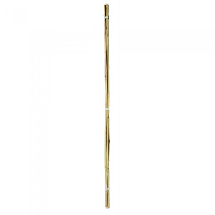 Ambassador Bambu Kamışları (Pack Of 20)