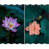 Contemporary Chinese Lotus Full-height Drape Bedroom Space Living Room Decoration Blackout Drape Lotus Design Drape Multiple Colour