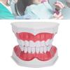 Modelo de dentes de ensino odontológico 2X Modelo de dentes de ampliação Ferramenta de treinamento de ensino de dentista