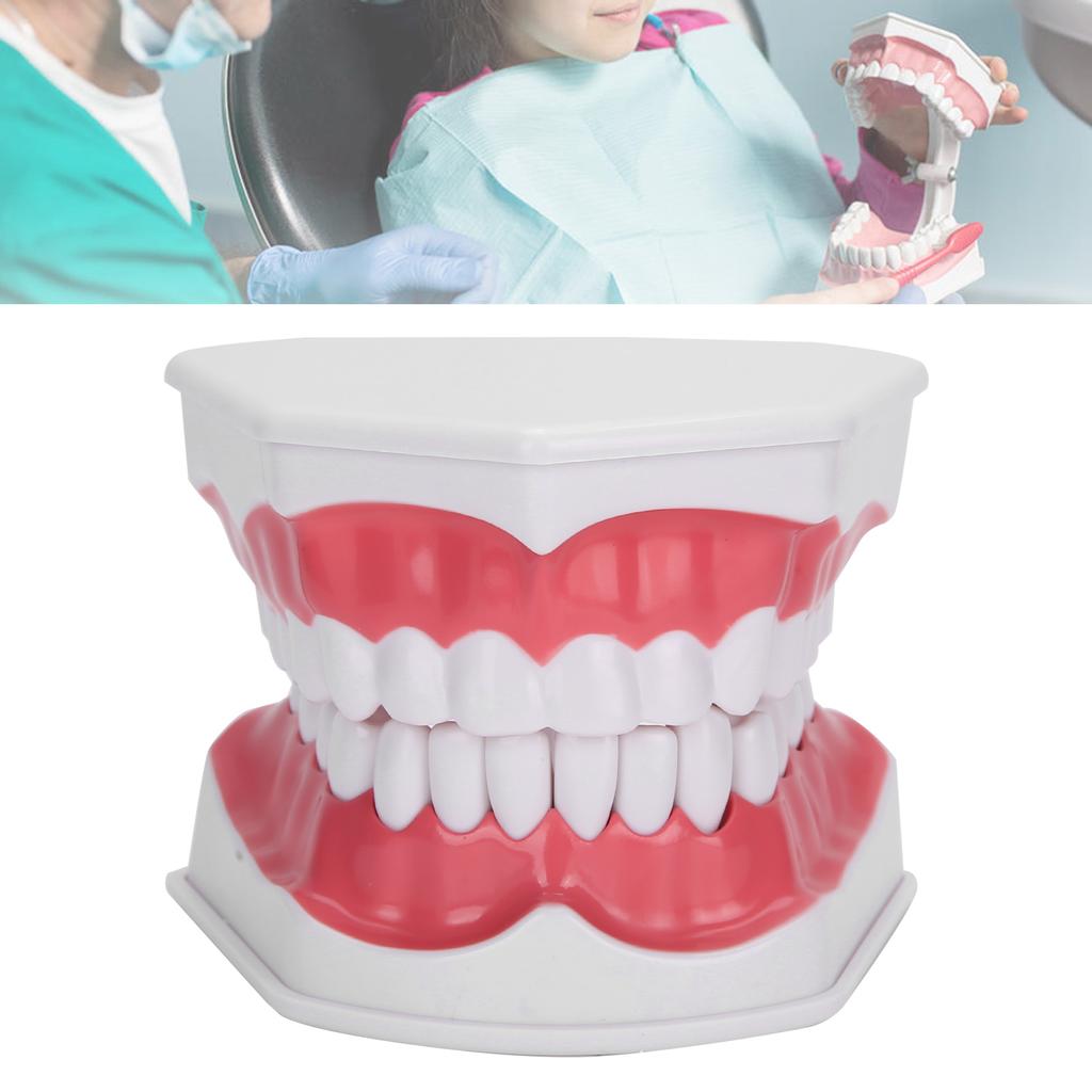 Modelo de dentes de ensino odontológico 2X Modelo de dentes de ampliação Ferramenta de treinamento de ensino de dentista