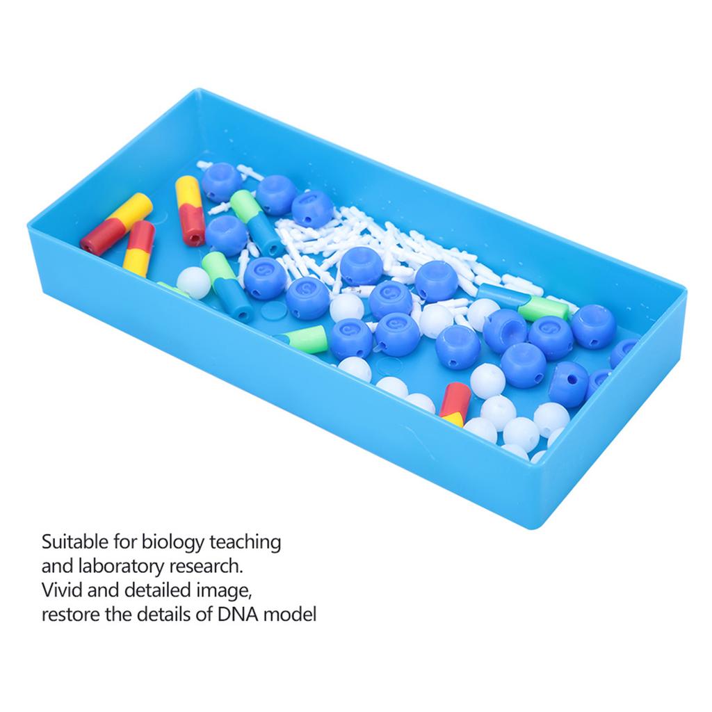 Science Educational Double Helix DNA Model Biological Molecular Teaching Aid InstrumentDNA Model