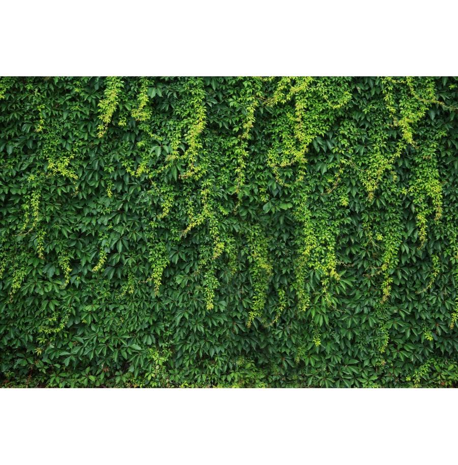 Tropical Green Leaves Backdrop Birthday Baby Shower Green Grass Wall Safari Jungle Wild One Party Wedding Photography Background