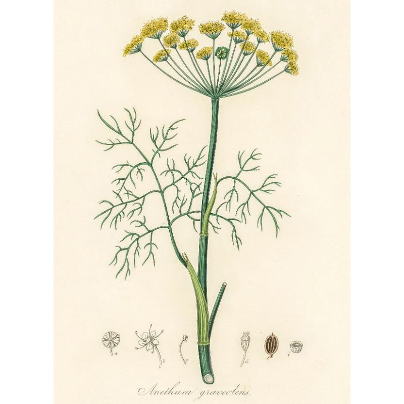 Vintage Botanisch Modern Wildblumen Kunst Poster Leinwand Malerei Wanddrucke Bild für Wohnzimmer Heimdekor