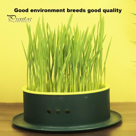 Grass Planting Box Reusable Hydroponic Cat Grass Planting Box Durable Convenient Grass Growing Box for Home