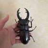 Biographical Analysis of Deer Antler Beetle and Claw Shaped Insect Beetle Gacha Simulation Animal Movable Joints Figure Toys