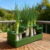 Scallion Planter Hydroponic Soil-Free Regeneration Planter Multi-Slot Scallion Regrowth Planter for Kitchen Countertop Window Sill