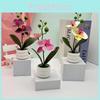 Potted Flower Phalaenopsis For Event Decor And Indoor Home Embellishment