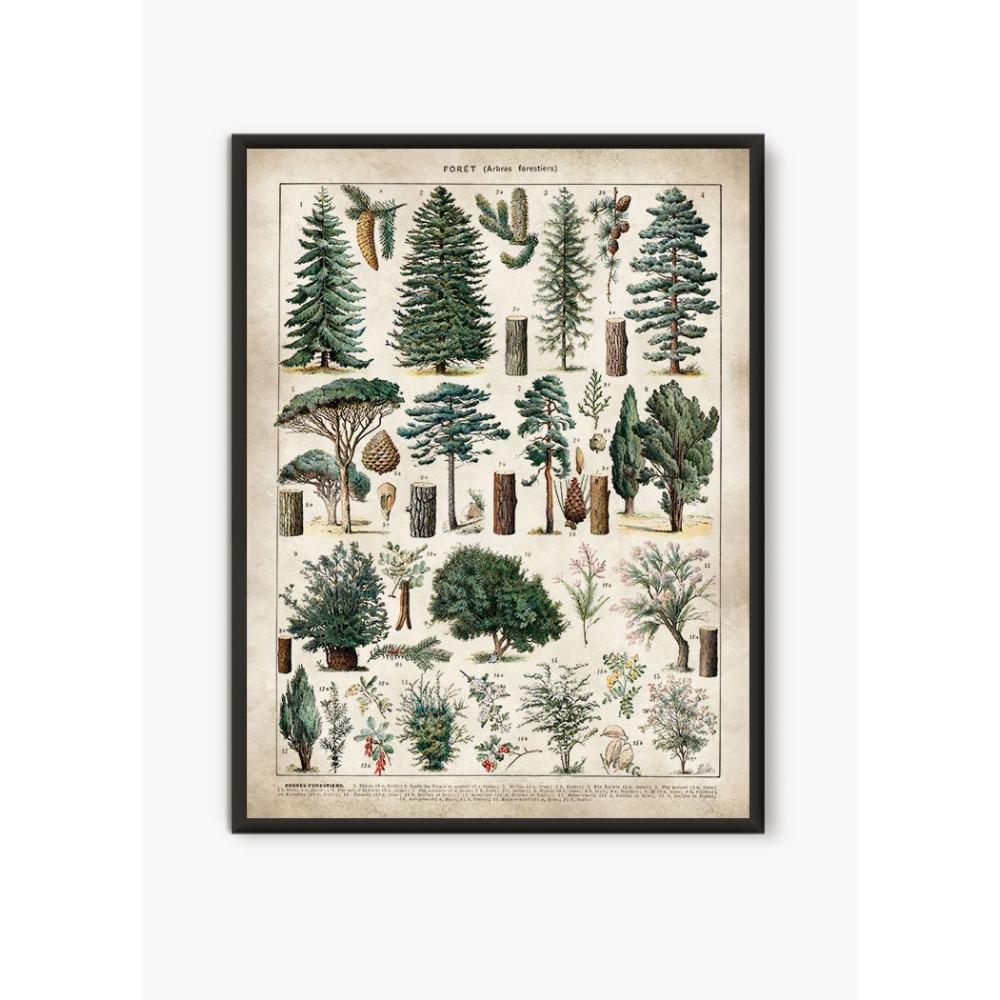 Vintage Antique Book Wall Art Plant Illustration Medicinal Herb Fruit Seaweed Tree Mushroom Canvas Painting Home Decor Gift