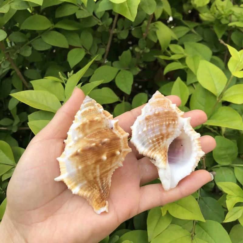Eremitkräfta Ersättning & Snäcka Naturliga Snäckskal för Akvariumdekor
