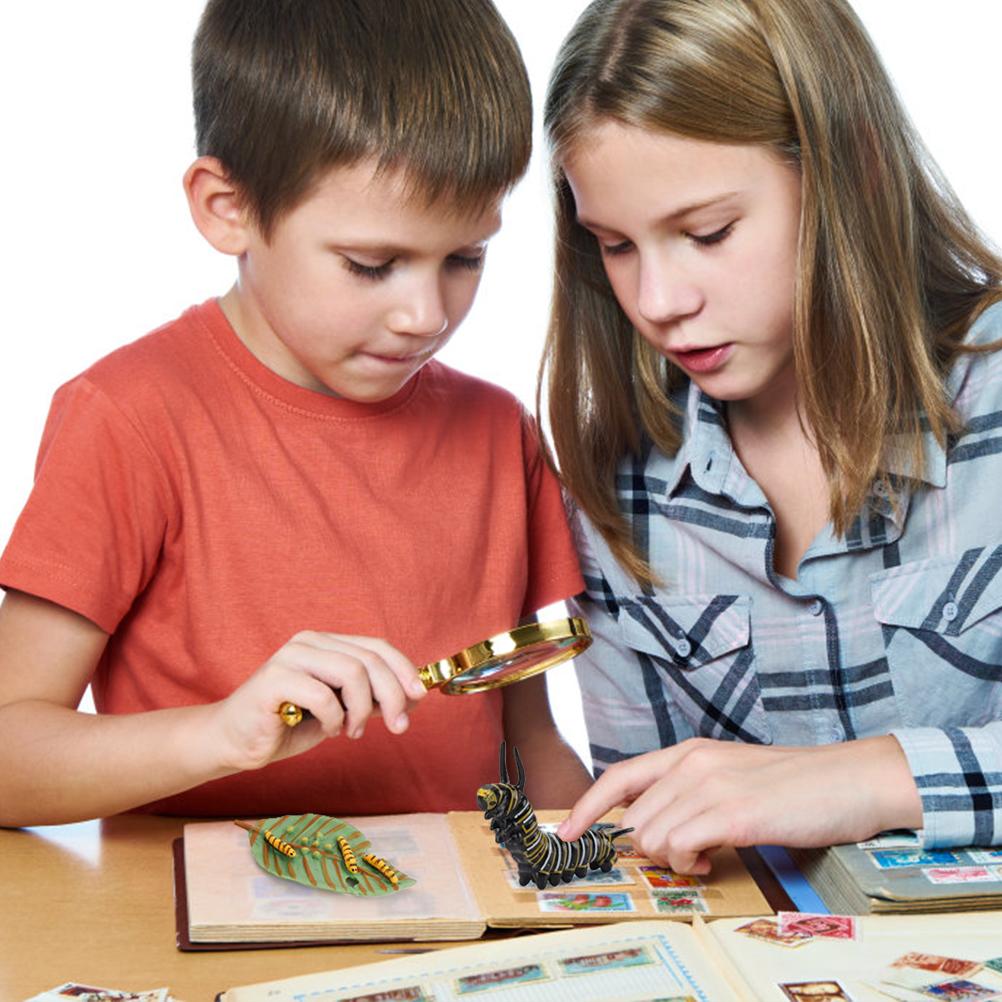 Growth Cycle Model Realistic Life Cycle Animal Models Child Imagination Toys Teaching and Learning