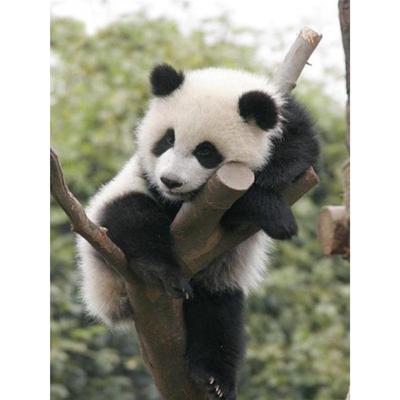 Full 5D Diy Diamond Painting Cartoon Animal Panda Embroidery Cross Stitch Home Decor Handmade Gift