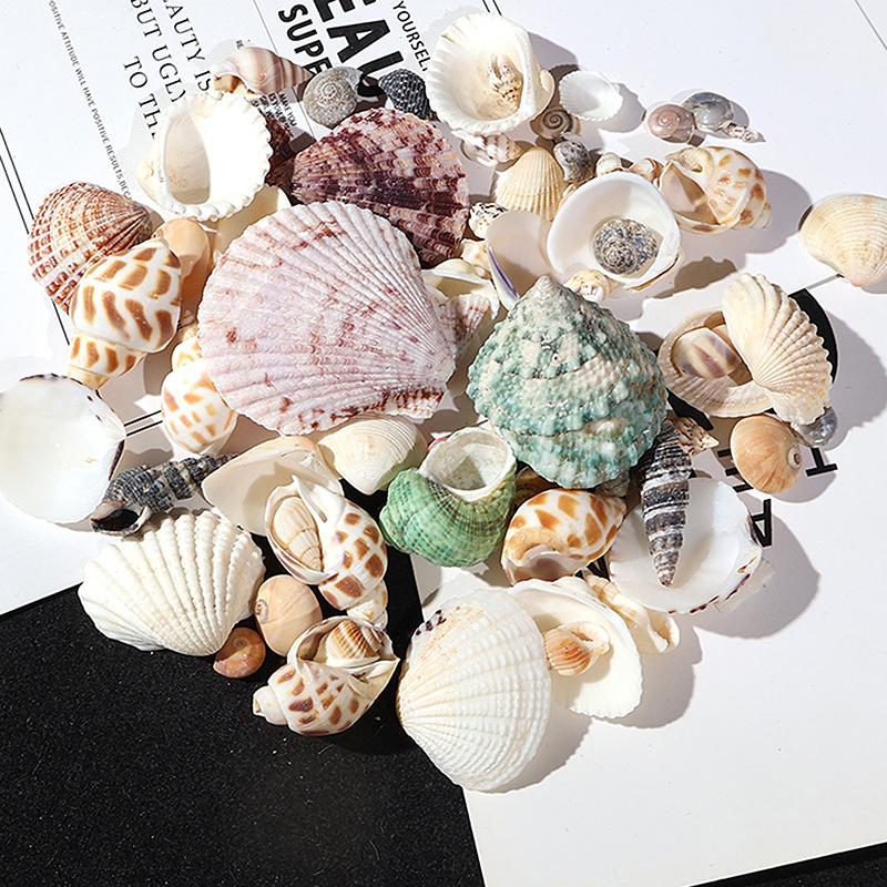 1 Pack Fish Tank Supplies Mix Style Natural Shell Conch Aquarium Landscape Tiny Sea Shell Beach Decoration Party Diy Crafts
