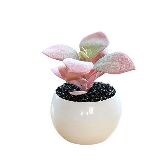 Fałszywe rośliny doniczkowe Odporne na warunki pogodowe rekwizyty fotograficzne Szerokie zastosowanie Doskonałe mini sukulenty Biurko Akcesoria domowe doniczkowe