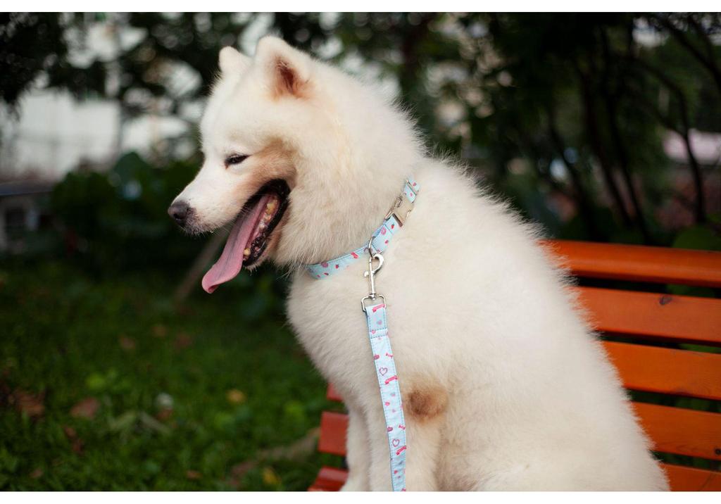 Macaron Ice Cream Laser Engraved Dog & Cat Collar