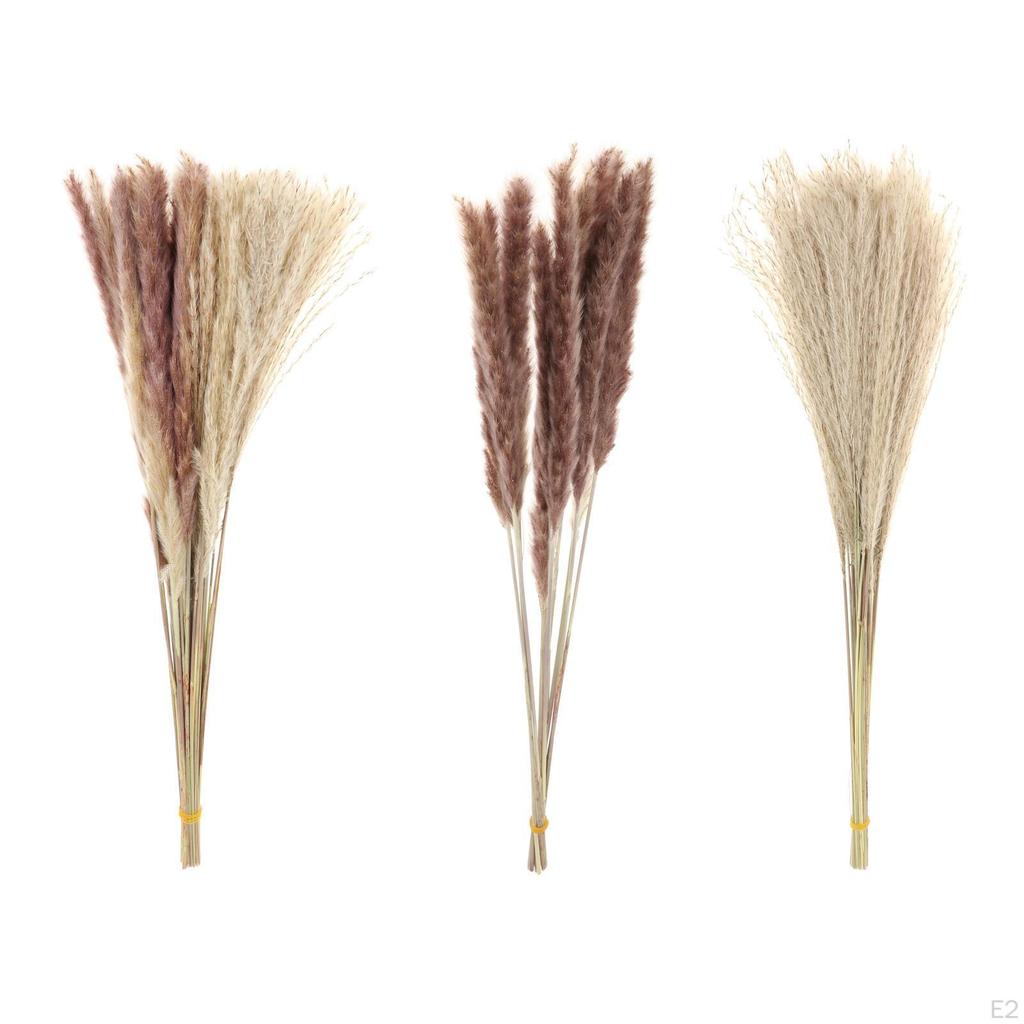 10/ Natural Grass Decor Boho Fried for Dried Decorations Pompous Reed
