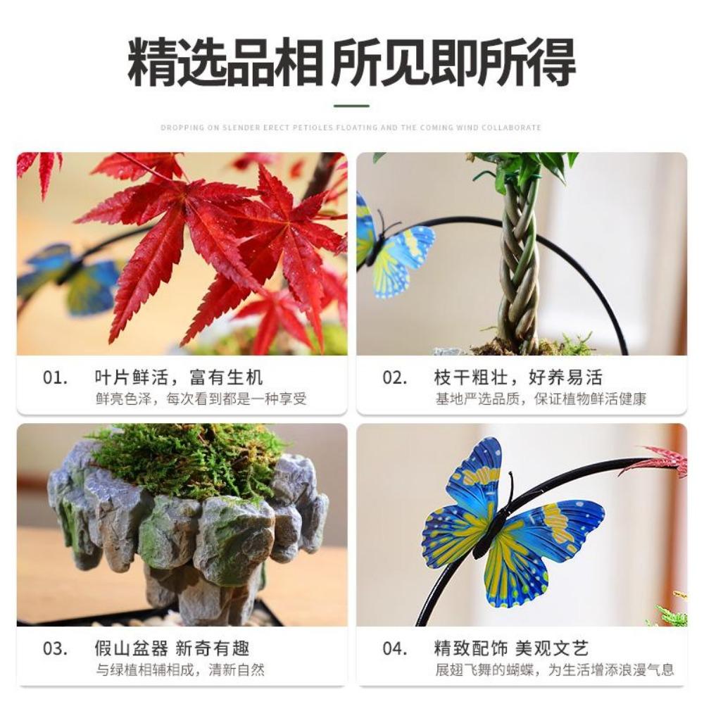 Facai Tree Nantianzhu Mizhu Bryophyte Green Plants Potted In the Living Room Office Small Leaf Rosewood Potted Landscape