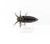 Jackson Namazemi Cicada Floating Lure NNZ (4940)