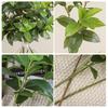 Künstliche Pflanze mit langem Zweig Foto-Requisiten Ästhetisch Ausgezeichnete Innendekoration Künstliche Osmanthus-Blätter Schreibtischdeko