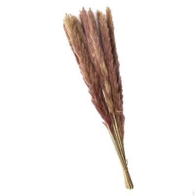 Getrocknetes Gras Bündel Strauß Schilf Phragmites Basteln Boho zur Dekoration Geschenk Geburtstag