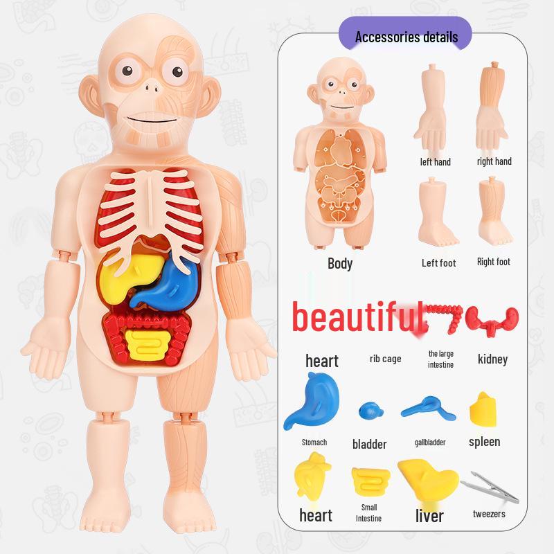 DIY Human Organ Model Kit: STEM Science Toys for Kindergarten Early Education