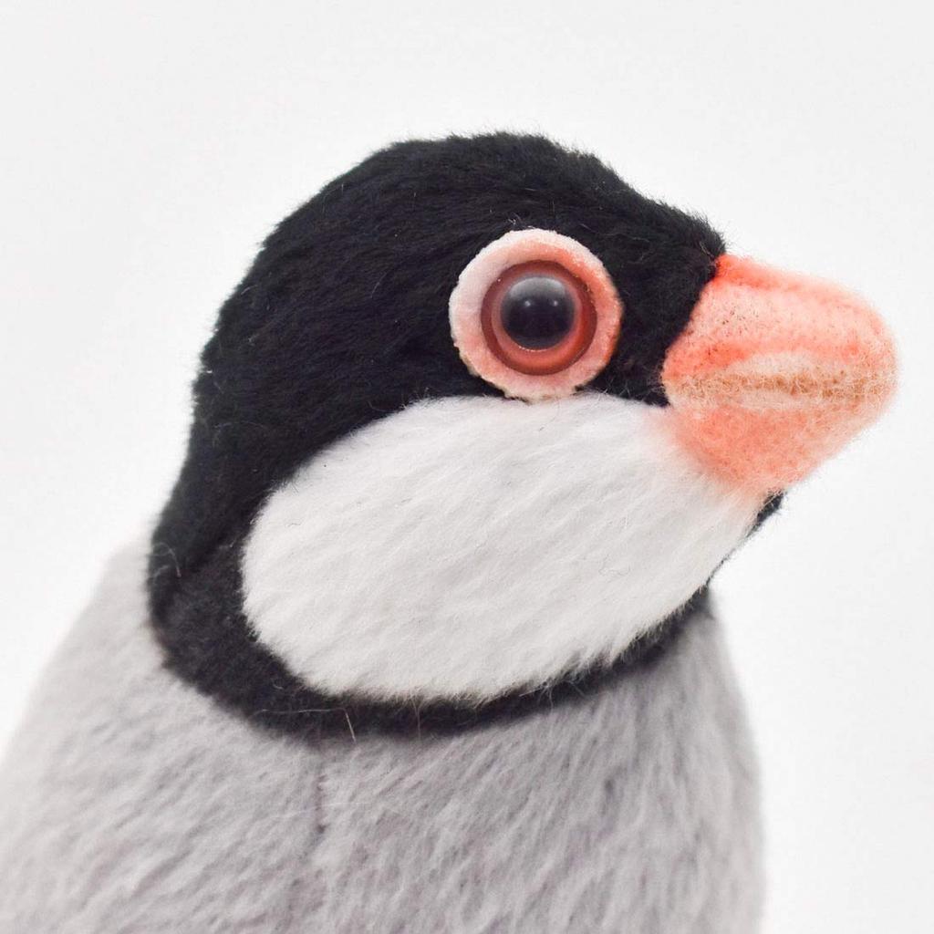 BH7248 HANSA Java Sparrow 13