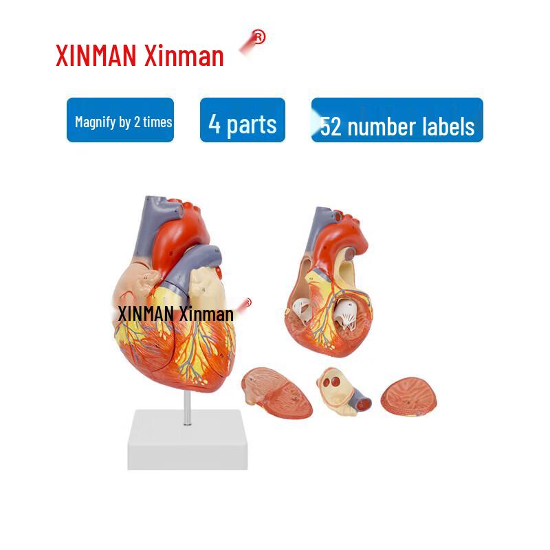 XINMAN Detachable Human Heart Anatomy Model