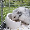 Cute Ceramic Hamster Food Bowl Anti-Rollover Slanted-edged Pet Feeding Bowl Non-Slip Anti-Spill Water Food Bowl Cage Accessory