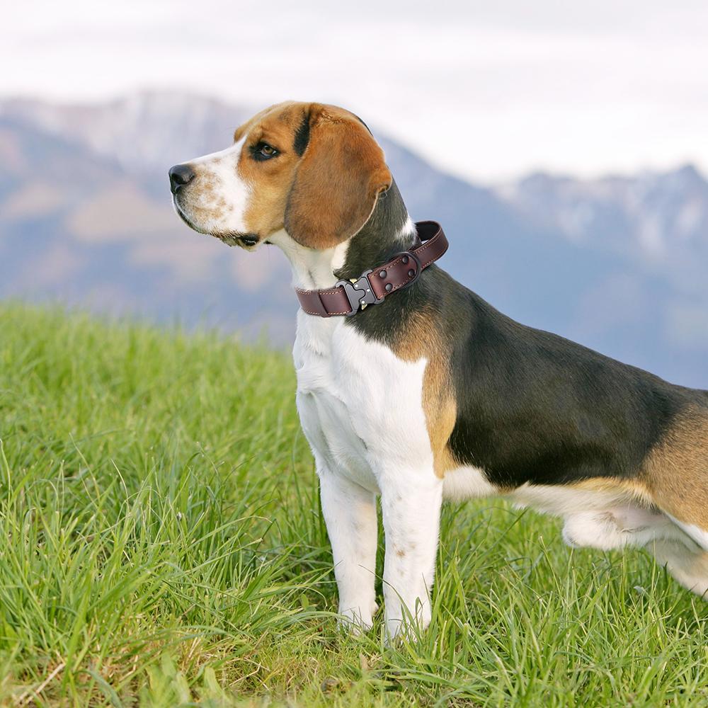 Soft Real Leather Dog Collar Genuine Leather Durable Collars with Safe Buckle Handle for Medium Large Dogs German shepherd