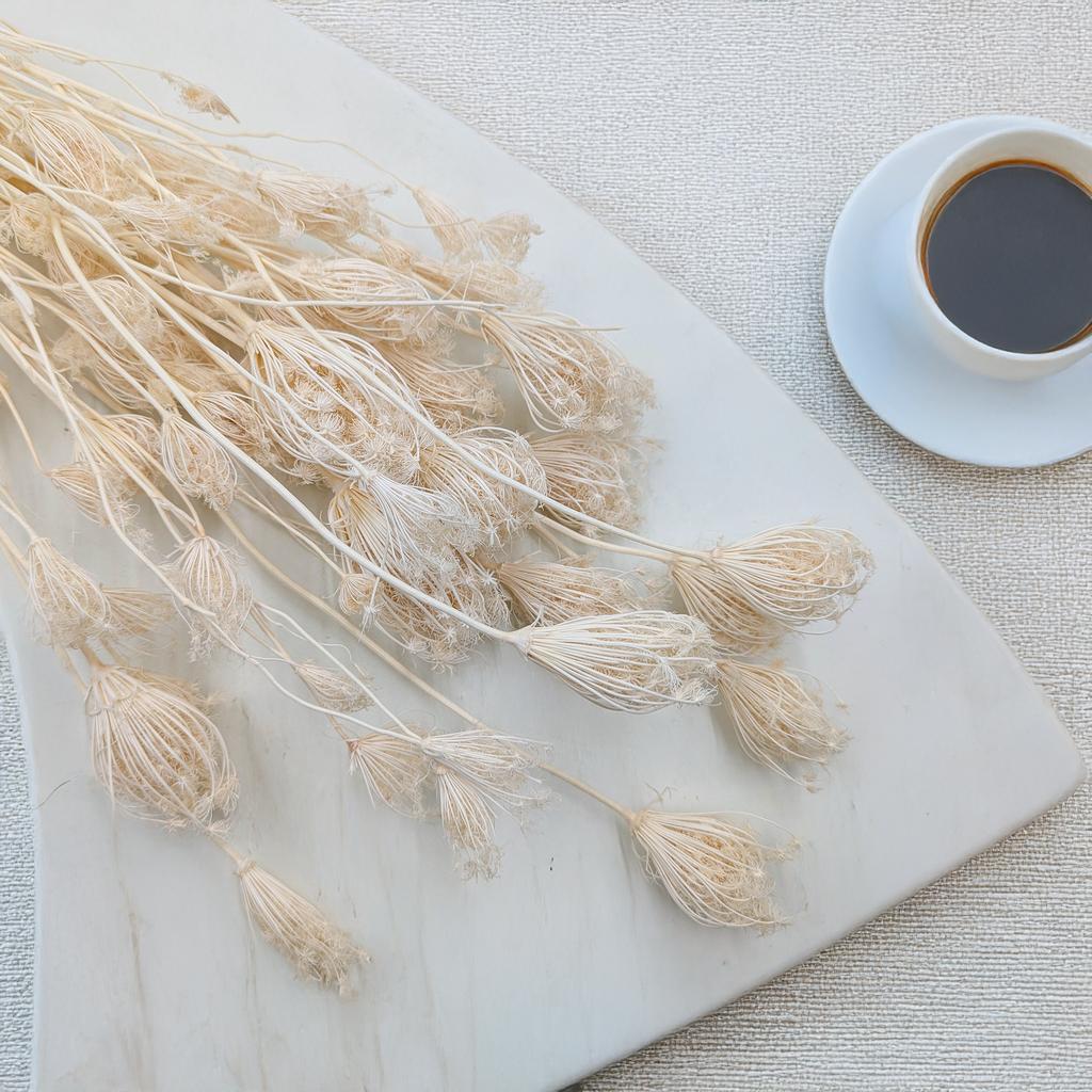 Koper Włoski - Fenkuł - (Fennel) - Bielony