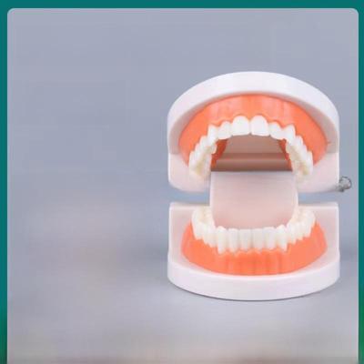 Kindergarten Dental Teaching Tooth Model