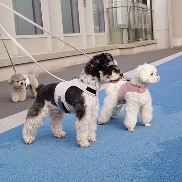 Dog Boutique Hundegeschirr, Kleidungsset, Leine, Set mit Brustleine, Spazierzubehör, Grau