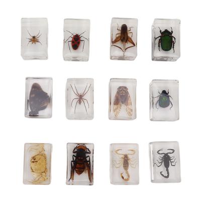 12 Pezzi Insetti Veri Specimen Resina Trasparente Educazione Scientifica Aula Campione Specimen Insetto