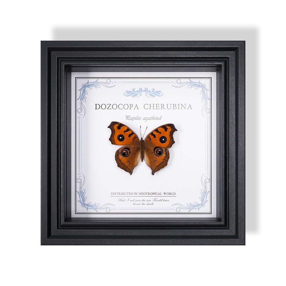 Wall-Mounted Butterfly Specimen Photo Frame: Home Decor & Gift for Valentine's Day, Qixi, Birthday, Couples & Insect Lovers