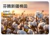 Fenteng Chest Cushion [A-class Pure Cotton 10A Antibacterial] 26 Spring and Summer Sleepwear Women's Home Suit Set Shorts