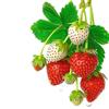 Charming Strawberry Waterproof Kitchen & Refrigerator Stickers