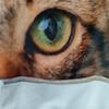 1pc Tabby Cat Print Flannel Blanket, Soft Warm Throw Blanket Nap Blanket For Couch Sofa Office Bed Camping Travelling