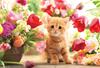 [Made In Japan] 300-piece Jigsaw Puzzle: Tulips and Kittens (26 X 38 Cm) P33-190