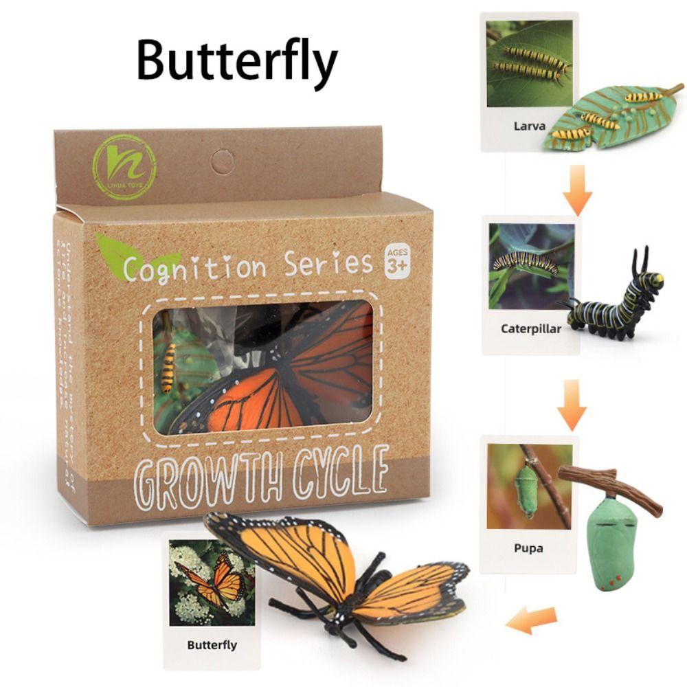 Cycle Figurine Animal Life Cycle Children Toys Simulation Plant Model Animal Growth Cycle Model