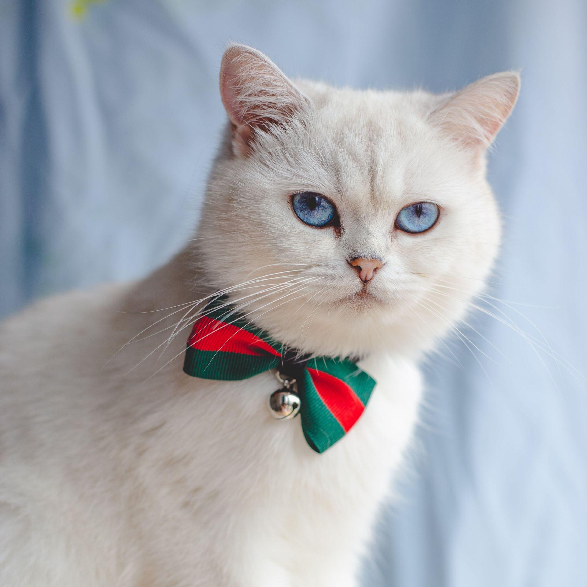 Pet Tie, Dog Bow Tie, Cat Tie Striped Bow one size fits all 16-35 adjustment range