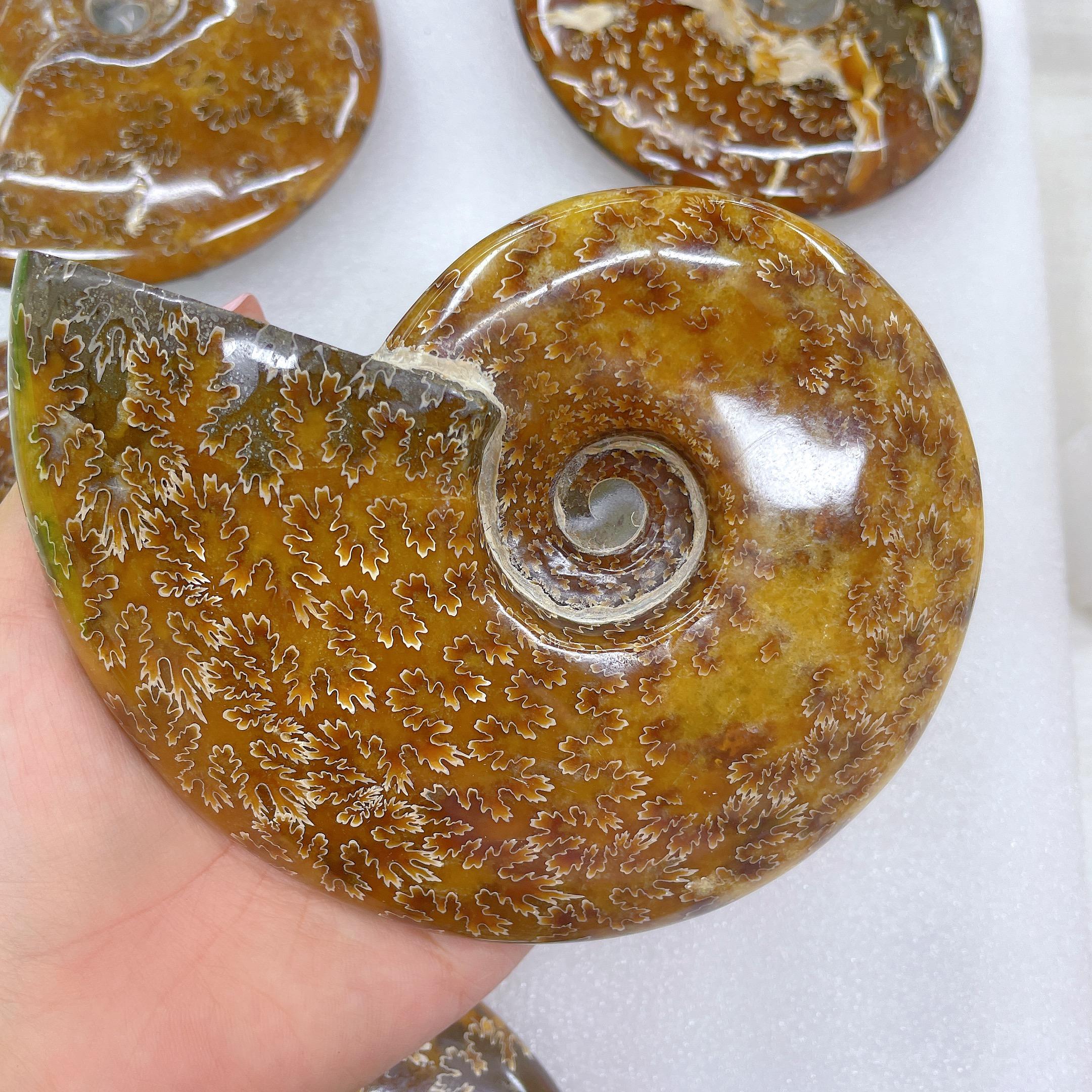 Bozhiluan Jewelry Bulk Natural Fossilized Ammonite Snail Specimens Polished Gem Fossil Mineral Ornaments for Feng Shui Home Different size