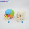 22-Part White Medical Human Skull Model for Dentistry and Art