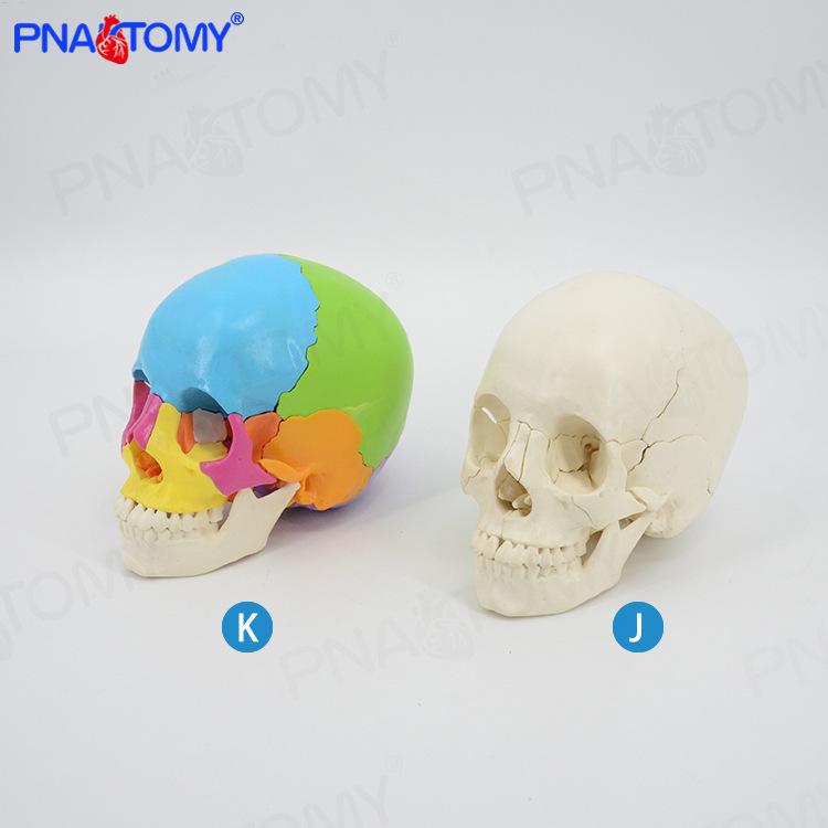 22-Part White Medical Human Skull Model for Dentistry and Art 20x17x22 cm