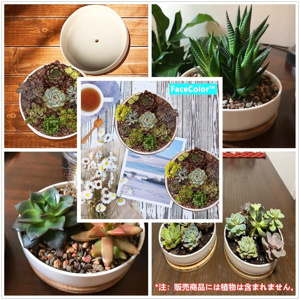 Gesichtsfarbe Keramik Weiß mit Loch und Kaktus Rund Mini Living Garden Set 2-teilig Ohne Topf, Keramik, Untertasse, Pflanzgefäß, Topf, (Größe 16165.5 CM), Bonsai,