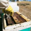 Multipurpose Frame Lifter Tool with Ergonomic Handle Metal Texture for Comfortable Frame Management In Apiary Tasks