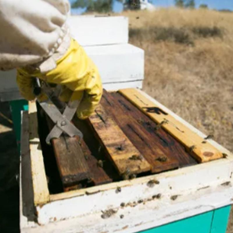 Multipurpose Frame Lifter Tool with Ergonomic Handle Metal Texture for Comfortable Frame Management In Apiary Tasks