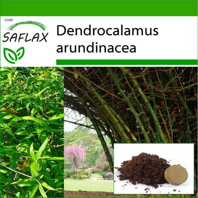 Großer Dornbambus – 50 Samen – Mit Blumenerde für eine bessere Kultivierung – Dendrocalamus arundinacea